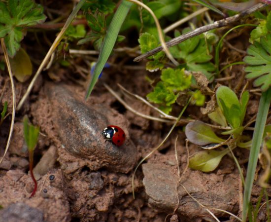 Käfer